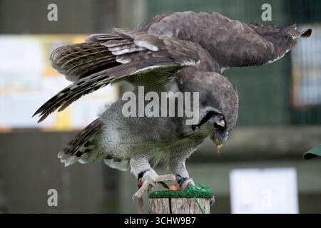 La chouette aigle de Verreaux (Ketupa lactea), également connue sous le nom de chouette aigle laiteuse ou chouette aigle géante, est un membre de la famille des Strigidae. Banque D'Images