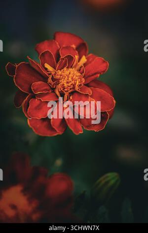 Fleur de souci rouge (Tagetes) avec des accents orange et centre doré, photographiée en macro détail sur un fond sombre. Banque D'Images