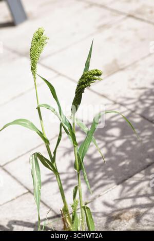Panicules de millet proso, millet broomcorn, millet commun, panicum miliaceum. De graines d'oiseau près des tuiles d'un patio. Septembre, pays-Bas Banque D'Images