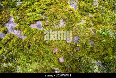 Gros plan de mousse verte sur un sol rocheux. Banque D'Images
