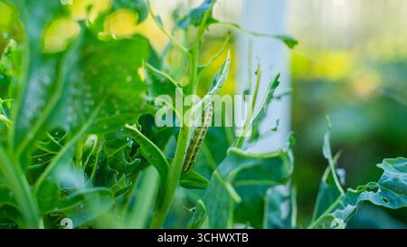 Chenilles Pieris brassicae mangeant des feuilles de choux de Bruxelles, gros plan. Parasites des légumes dans le jardin. Banque D'Images