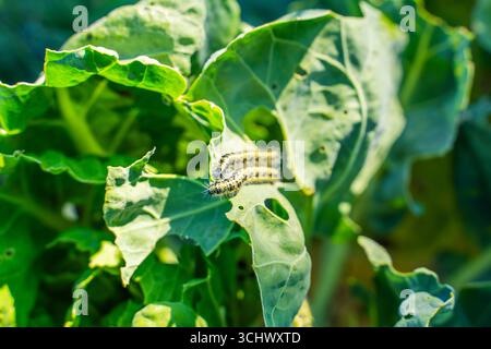 Chenilles Pieris brassicae mangeant des feuilles de choux de Bruxelles, gros plan. Parasites des légumes dans le jardin. Banque D'Images