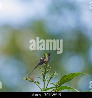 Queue d'épine perchée à crête de fil mâle (Discosura popelairii) Banque D'Images