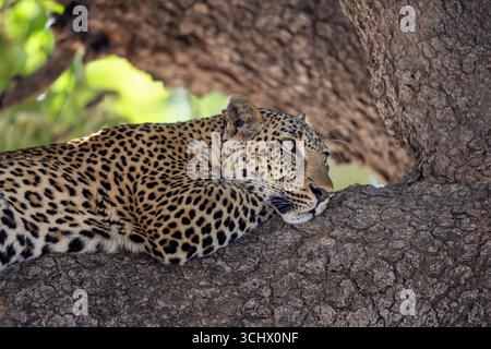 Portrait d'un léopard rêveur dans un arbre - South Luangwa Nationalpark, Zambie, Afrique australe Banque D'Images