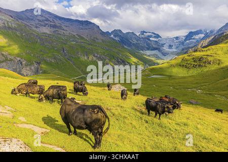 Vaches qui paissent sur un pré alpin, au-dessus de Grimentz, avec le glacier de Moiry en arrière-plan, Val d'Anniviers, Alpes valaisannes, Canton Valais, Suisse Banque D'Images