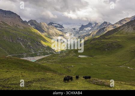 Vaches qui paissent sur un pré alpin, au-dessus de Grimentz, avec le glacier de Moiry en arrière-plan, Val d'Anniviers, Alpes valaisannes, Canton Valais, Suisse Banque D'Images