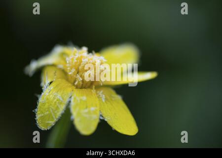 Fleur de souci de maïs (Glebionis segetum) couverte de gel, Angleterre, Royaume-Uni Banque D'Images