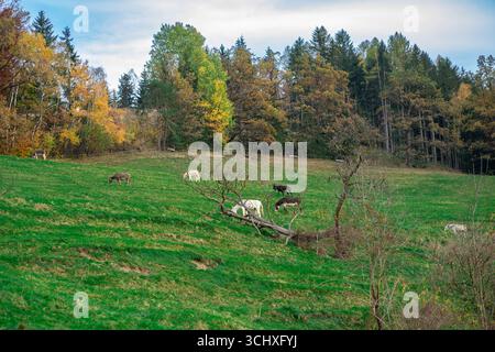De nombreux ânes paissent dans les prairies agricoles parmi les montagnes alpines sur fond de forêt d'automne Banque D'Images