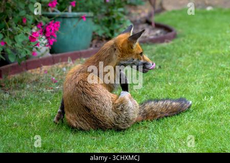 Renard roux (Vulpes vulpes) gratter et se toiletter avec la langue dans le jardin de banlieue, Bristol, Angleterre, Royaume-Uni Banque D'Images
