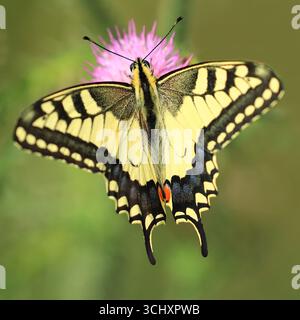 Old World Swallowtail, Papilio machaon, beau papillon sur fleur Banque D'Images