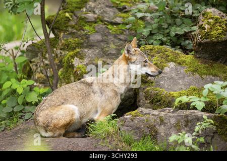 Loup eurasien (Canis lupus lupus) dans la forêt, Hesse, Allemagne Banque D'Images