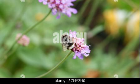 Photo d'un bourdon des îles Canaries ou bourdon à queue blanche (Bombus canariensis) perché sur une fleur de lilas. Banque D'Images