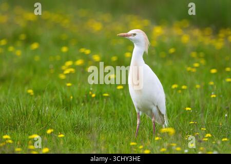 Aigrette à bovins, héron à dos de chamois, aigrette à bovins de l'Ouest (Ardeola ibis, Bubulcus ibis), debout sur une prairie à fleurs jaunes, Italie, Toscane, Piana fiore Banque D'Images