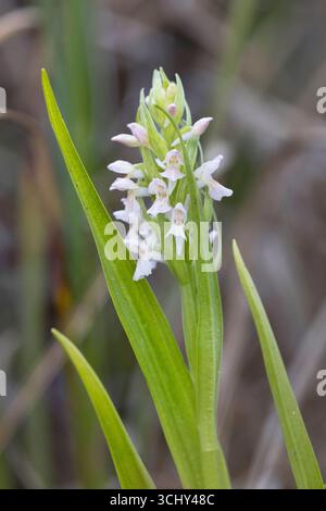 Orchidée des marais précoces (Dactylorhiza incarnata), floraison, Suède, Gotland Banque D'Images