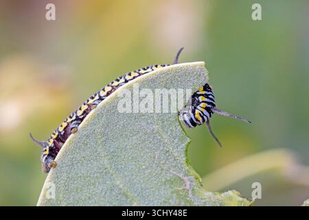 Tigre plaine, reine africaine, monarque africain (Danaus chrysippus, Anosia chrysippus), chenille sur les feuilles de Calotropis procera, îles Canaries, Fuert Banque D'Images