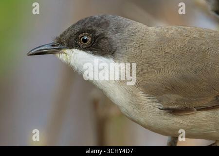 Paruline orpheline orientale (Sylvia hortensis crassirostris, Sylvia crassirostris), portrait en demi-longueur, vue de côté, Israël Banque D'Images