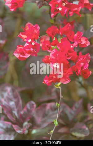 Bougainvillea, fleurs de papier (Bougainvillea glabra), floraison, Îles Canaries, Fuerteventura, la Lajita Banque D'Images