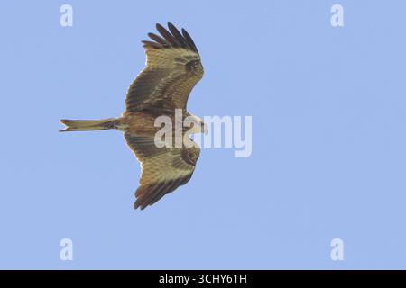 Cerf-volant à oreilles noires, cerf-volant noir, cerf-volant à bec jaune (Milvus migrans lineatus, Milvus lineatus), en vol planant dans le ciel bleu, vue de côté, Israël Banque D'Images