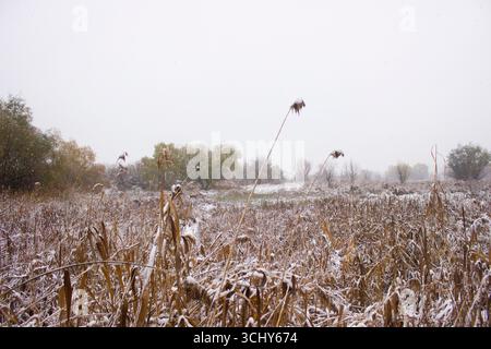 Zone humide enneigée avec des roseaux secs en hiver Banque D'Images