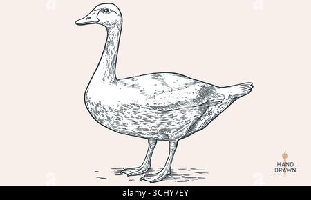Oie. Oiseau de ferme dessiné à la main, volaille, oie Illustration de Vecteur