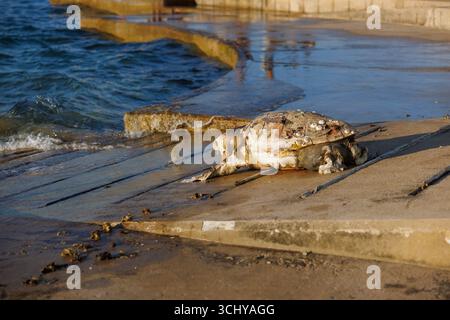 Une tortue caouanne morte repose sur le béton près du bord de l'eau, montrant des signes de détresse et d'impact sur l'environnement. Banque D'Images