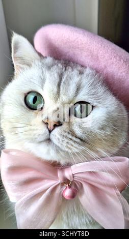 Adorable chat moelleux en béret rose et arc aux yeux verts Banque D'Images