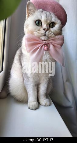Adorable chat avec béret rose et arc par fenêtre Banque D'Images