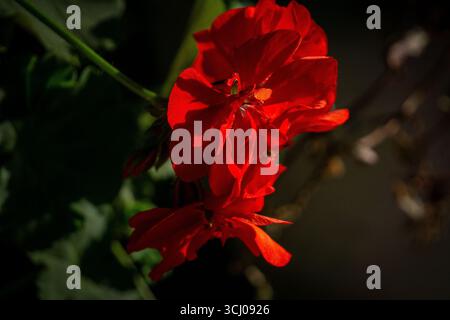 Une belle photo en gros plan de fleurs rouges éclatantes, mettant en valeur leurs pétales délicats et intenses. L'arrière-plan flou améliore le naturel de la plante Banque D'Images