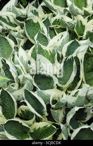 Hosta Minuteman. Feuilles frangées vertes et crème de Hosta Minuteman, un lis plantain au printemps. ROYAUME-UNI Banque D'Images