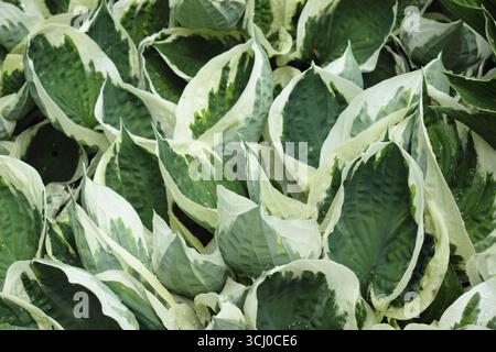 Hosta Minuteman. Feuilles frangées vertes et crème de Hosta Minuteman, un lis plantain au printemps. ROYAUME-UNI Banque D'Images