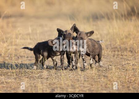 Chiens sauvages africains - Lycaon pictus - trois petits chiots jouent ensemble, - réserve de Moremi, Botswana, Afrique australe. Banque D'Images