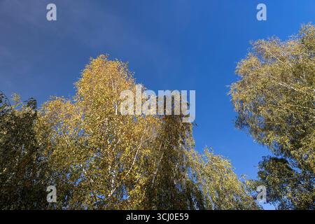 forêt avec différents arbres à feuilles caduques contre le ciel bleu en automne, cimes des arbres pendant la chute des feuilles Banque D'Images