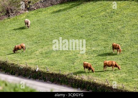 Paysage autour du village de Trascastro dans la vallée de Leitariegos dans les Asturies, Espagne Banque D'Images