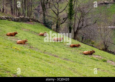 Paysage autour du village de Trascastro dans la vallée de Leitariegos dans les Asturies, Espagne Banque D'Images
