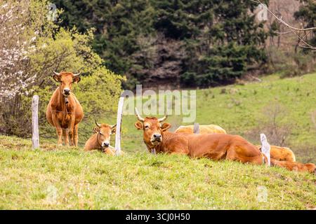 Paysage autour du village de Trascastro dans la vallée de Leitariegos dans les Asturies, Espagne Banque D'Images