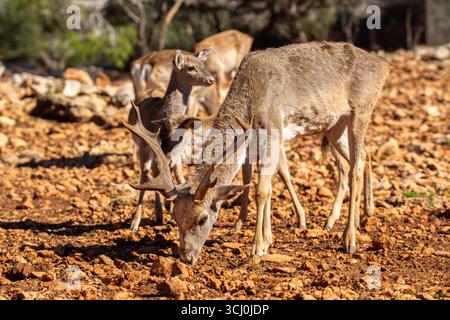Cerf en jachère persane adulte cerf en jachère persane mâle sur le mont Carmel d'un troupeau réintroduit Banque D'Images