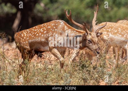 Un cerf persan adulte en jachère sur le Mont Carmel. Banque D'Images