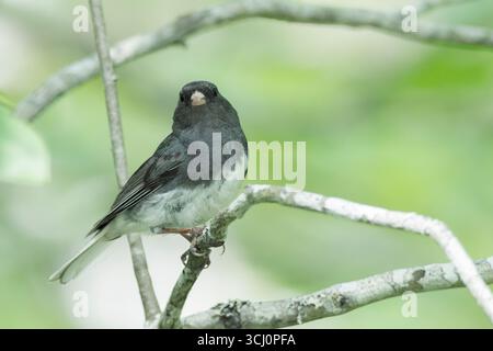Junco aux yeux foncés, Junco hyemalis, adulte seul perché dans la brousse, essai de marais salés, Halifax, Nouvelle-Écosse, Canada, 29 juillet 2025 Banque D'Images
