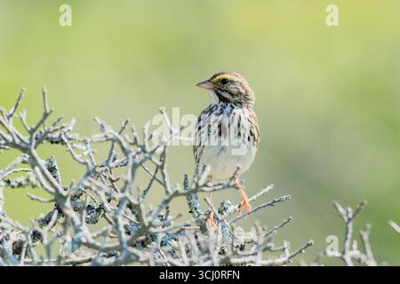 Moineau de la savane, Passerculus sandwichensis, adulte seul perché dans un arbuste, parc provincial Rainbow Haven Beach, Halifax, Nouvelle-Écosse, Canada Banque D'Images