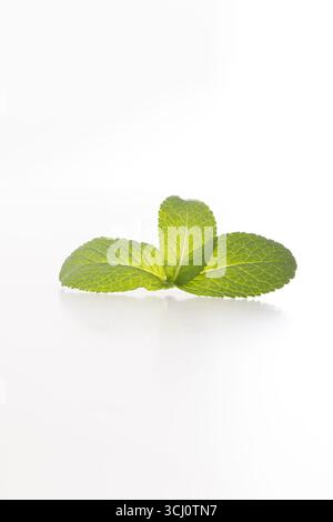 Feuilles de menthe verte fraîche sur fond blanc, mettant en valeur la couleur vibrante, la texture et la simplicité naturelle dans une composition minimale. Banque D'Images