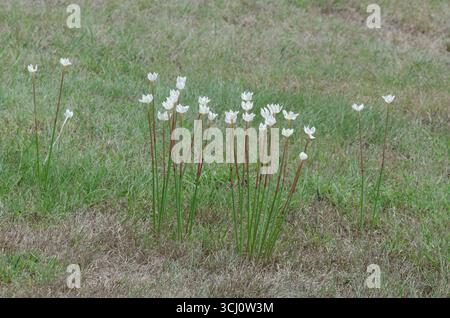 Lys de pluie, Zephyranthes chlorosolen Banque D'Images