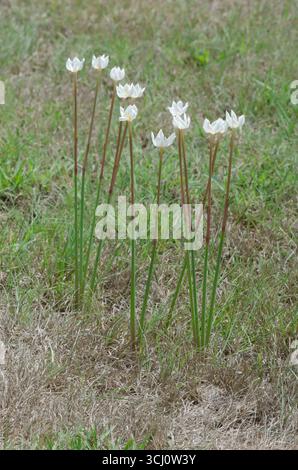 Lys de pluie, Zephyranthes chlorosolen Banque D'Images