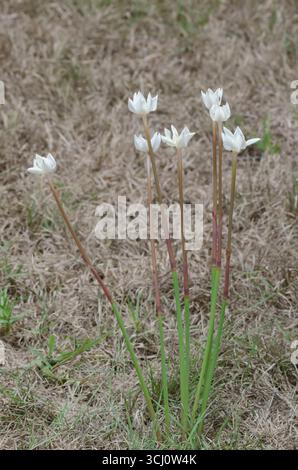 Lys de pluie, Zephyranthes chlorosolen Banque D'Images