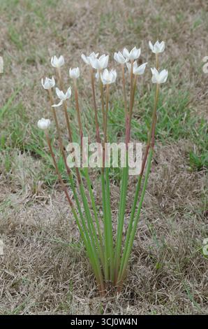 Lys de pluie, Zephyranthes chlorosolen Banque D'Images