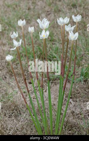 Lys de pluie, Zephyranthes chlorosolen Banque D'Images