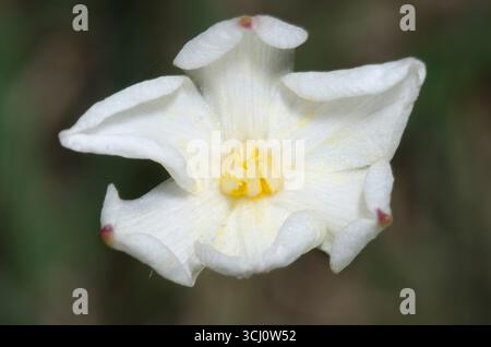 Lys de pluie, Zephyranthes chlorosolen Banque D'Images