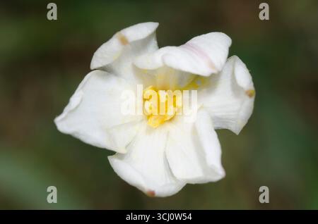 Lys de pluie, Zephyranthes chlorosolen Banque D'Images