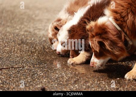 Trois chiens boivent de l'eau dans une flaque Banque D'Images