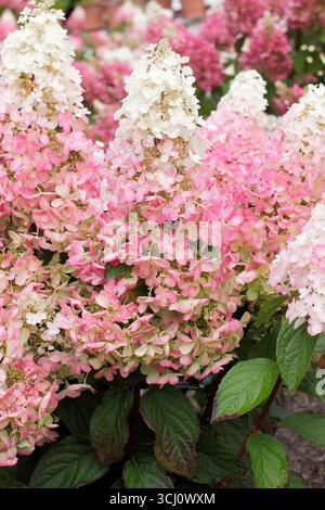 Hydrangea paniculata bougie. Grandes panicules ombrant du blanc crémeux au rose lors de la maturation. ROYAUME-UNI Banque D'Images