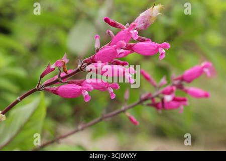 Salvia involucrata 'Hadspen'. Fleurs à lèvres rose foncé de sauge à feuilles rosées 'Hadspen', également appelée Salvia involucrata 'Mrs Pope' à la fin de l'été. ROYAUME-UNI Banque D'Images